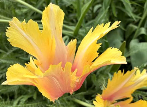 Die G&auml;rten von Norrviken